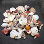 Seashell Variety Pack Assorted Mix B GRADE (Approx. 50+ Shells 2-8+ inches) B GRADE Shell Grab Bag Assortment 4 for crafts teaching & art! Copyright 2025 SeaShellSupply.com Seashell Variety Pack Assorted Mix B GRADE (Approx. 50+ Shells 2-8+ inches) B GRADE Shell Grab Bag Assortment 4 for crafts teaching & art! Copyright 2025 SeaShellSupply.com