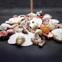 Seashell Variety Pack Assorted Mix B GRADE (Approx. 50+ Shells 2-8+ inches) B GRADE Shell Grab Bag Assortment 4 for crafts teaching & art! Copyright 2025 SeaShellSupply.com Seashell Variety Pack Assorted Mix B GRADE (Approx. 50+ Shells 2-8+ inches) B GRADE Shell Grab Bag Assortment 4 for crafts teaching & art! Copyright 2025 SeaShellSupply.com