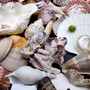 Seashell Variety Pack Assorted Mix B GRADE (Approx. 50+ Shells 2-8+ inches) B GRADE Shell Grab Bag Assortment 4 for crafts teaching & art! Copyright 2025 SeaShellSupply.com Seashell Variety Pack Assorted Mix B GRADE (Approx. 50+ Shells 2-8+ inches) B GRADE Shell Grab Bag Assortment 4 for crafts teaching & art! Copyright 2025 SeaShellSupply.com