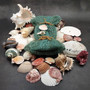 Seashell Variety Pack Assorted Mix B GRADE (Approx. 50+ Shells 2-8+ inches) B GRADE Shell Grab Bag Assortment 4 for crafts teaching & art! Copyright 2025 SeaShellSupply.com.