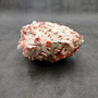 Large Spiny Oyster Seashell Pair Pink White Spondylus Barbatus (1 shell pair approx. 6+ inches) Thorny Oyster Shell for decor & display! Large Spiny Oyster Seashell Pair Pink White Spondylus Barbatus (1 shell pair approx. 6+ inches) Thorny Oyster Shell for decor & display!