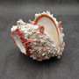 Large Spiny Oyster Seashell Pair Pink White Spondylus Barbatus (1 shell pair approx. 6+ inches) Thorny Oyster Shell for decor & display! Large Spiny Oyster Seashell Pair Pink White Spondylus Barbatus (1 shell pair approx. 6+ inches) Thorny Oyster Shell for decor & display!