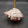 Large Spiny Oyster Seashell Pair Pink White Spondylus Barbatus (1 shell pair approx. 6+ inches) Thorny Oyster Shell for decor & display! Large Spiny Oyster Seashell Pair Pink White Spondylus Barbatus (1 shell pair approx. 6+ inches) Thorny Oyster Shell for decor & display!