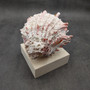 Large Spiny Oyster Seashell Pair Pink White Spondylus Barbatus (1 shell pair approx. 6+ inches) Thorny Oyster Shell for decor & display! Large Spiny Oyster Seashell Pair Pink White Spondylus Barbatus (1 shell pair approx. 6+ inches) Thorny Oyster Shell for decor & display!