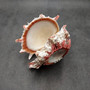 Large Spiny Oyster Seashell Pair Pink White Spondylus Barbatus (1 shell pair approx. 6+ inches) Thorny Oyster Shell for decor & display!
