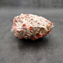 Large Spiny Oyster Seashell Pair Pink White Spondylus Barbatus (1 shell pair approx. 6+ inches) Thorny Oyster Shell for decor & display!