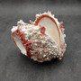 Large Spiny Oyster Seashell Pair Pink White Spondylus Barbatus (1 shell pair approx. 6+ inches) Thorny Oyster Shell for decor & display!