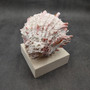 Large Spiny Oyster Seashell Pair Pink White Spondylus Barbatus (1 shell pair approx. 6+ inches) Thorny Oyster Shell for decor & display!