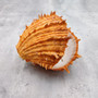 Large Spiny Oyster Seashell Pair Orange Spondylus Barbatus (1 shell pair approx. 4.5+ inches) Thorny Oyster Shell for decor & display! Copyright 2025 SeaShellSupply.com Large Spiny Oyster Seashell Pair Orange Spondylus Barbatus (1 shell pair approx. 4.5+ inches) Thorny Oyster Shell for decor & display! Copyright 2025 SeaShellSupply.com