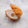 Large Spiny Oyster Seashell Pair Orange Spondylus Barbatus (1 shell pair approx. 4.5+ inches) Thorny Oyster Shell for decor & display! Copyright 2025 SeaShellSupply.com Large Spiny Oyster Seashell Pair Orange Spondylus Barbatus (1 shell pair approx. 4.5+ inches) Thorny Oyster Shell for decor & display! Copyright 2025 SeaShellSupply.com