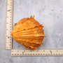 Large Spiny Oyster Seashell Pair Orange Spondylus Barbatus (1 shell pair approx. 4.5+ inches) Thorny Oyster Shell for decor & display! Copyright 2025 SeaShellSupply.com Large Spiny Oyster Seashell Pair Orange Spondylus Barbatus (1 shell pair approx. 4.5+ inches) Thorny Oyster Shell for decor & display! Copyright 2025 SeaShellSupply.com