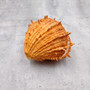 Large Spiny Oyster Seashell Pair Orange Spondylus Barbatus (1 shell pair approx. 4.5+ inches) Thorny Oyster Shell for decor & display! Copyright 2025 SeaShellSupply.com Large Spiny Oyster Seashell Pair Orange Spondylus Barbatus (1 shell pair approx. 4.5+ inches) Thorny Oyster Shell for decor & display! Copyright 2025 SeaShellSupply.com