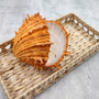 Large Spiny Oyster Seashell Pair Orange Spondylus Barbatus (1 shell pair approx. 4.5+ inches) Thorny Oyster Shell for decor & display! Copyright 2025 SeaShellSupply.com Large Spiny Oyster Seashell Pair Orange Spondylus Barbatus (1 shell pair approx. 4.5+ inches) Thorny Oyster Shell for decor & display! Copyright 2025 SeaShellSupply.com