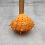 Large Spiny Oyster Seashell Pair Orange Spondylus Barbatus (1 shell pair approx. 4.5+ inches) Thorny Oyster Shell for decor & display! Copyright 2025 SeaShellSupply.com Large Spiny Oyster Seashell Pair Orange Spondylus Barbatus (1 shell pair approx. 4.5+ inches) Thorny Oyster Shell for decor & display! Copyright 2025 SeaShellSupply.com
