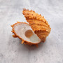Large Spiny Oyster Seashell Pair Orange Spondylus Barbatus (1 shell pair approx. 4.5+ inches) Thorny Oyster Shell for decor & display! Copyright 2025 SeaShellSupply.com
