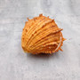 Large Spiny Oyster Seashell Pair Orange Spondylus Barbatus (1 shell pair approx. 4.5+ inches) Thorny Oyster Shell for decor & display! Copyright 2025 SeaShellSupply.com