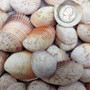 Rose Cockle Seashells Dinocardium Robustum (20 shells approx. 1+ inches) White Rose Cockle Shells for crafts display & collecting! Copyright 2026 SeaShellSupply.com.