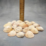 Rose Cockle Seashells Dinocardium Robustum (20 shells approx. 1+ inches) White Rose Cockle Shells for crafts display & collecting! Copyright 2026 SeaShellSupply.com.
