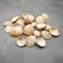 Rose Cockle Seashells Dinocardium Robustum (20 shells approx. 1+ inches) White Rose Cockle Shells for crafts display & collecting! Copyright 2026 SeaShellSupply.com.