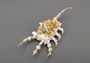 Scorpion Conch Seashell - Lambis Scorpio (1 shell approx. 4-5 inches) on dark background. Copyright 2022 SeaShellSupply.com.