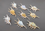 Scorpion Conch Seashell - Lambis Scorpio (1 shell approx. 4-5 inches) on dark background. Copyright 2022 SeaShellSupply.com.