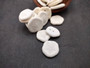 Sea Cookies - Olypeaster Oshinensis - (10 sea cookies approx. 1 inches). Multiple shades of white shells in a small pile. Copyright 2024 SeaShellSupply.com.