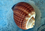 Large Tun Seashell - Tonna Oleria - (1 shell approx. 5-6 inches). A spiral shell with a multi shaded brown design on the shell. Copyright 2022 SeaShellSupply.com.