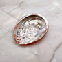Polished Orange Midas Abalone Seashell Haliotis Midae (1 shell approx. 4+ inches) Orange Abalone Shells for crafts & collecting or displays! Copyright 2025 SeaShellSupply.com.