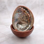 Polished Orange Midas Abalone Seashell Haliotis Midae (1 shell approx. 4+ inches) Orange Abalone Shells for crafts & collecting or displays! Copyright 2025 SeaShellSupply.com.