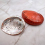 Polished Orange Midas Abalone Seashell Haliotis Midae (1 shell approx. 4+ inches) Orange Abalone Shells for crafts & collecting or displays! Copyright 2025 SeaShellSupply.com.