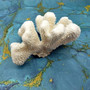 White Cauliflower Coral Cluster Pocillopra Eydouxi (1 coral approx. 8L x 5H x 5D inches) White Cauliflower Coral Cluster for home décor! Copyright 2025 SeaShellSupply.com.