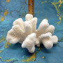 White Cauliflower Coral Cluster Pocillopra Eydouxi (1 coral approx. 8L x 5H x 5D inches) White Cauliflower Coral Cluster for home décor! Copyright 2025 SeaShellSupply.com.