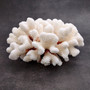 White Cauliflower Coral Cluster Pocillopra Eydouxi (1 coral approx. 8.25L x 3.75H x 8D inches) White Cauliflower Coral for home décor! Copyright 2026 SeaShellSupply.com.