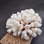 White Cauliflower Coral Cluster Pocillopra Eydouxi (1 coral approx. 8.25L x 3.75H x 8D inches) White Cauliflower Coral for home décor! Copyright 2026 SeaShellSupply.com.