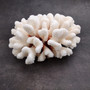 White Cauliflower Coral Cluster Pocillopra Eydouxi (1 coral approx. 8.25L x 3.75H x 8D inches) White Cauliflower Coral for home décor! Copyright 2026 SeaShellSupply.com.