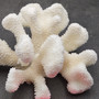 White Cauliflower Coral Cluster Pocillopra Eydouxi (1 coral approx. 8L x 4H x 6.5D inches) White Cauliflower Coral Cluster for home décor! Copyright 2025 SeaShellSupply.com.