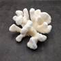 White Cauliflower Coral Cluster Pocillopra Eydouxi (1 coral approx. 8L x 4H x 6.5D inches) White Cauliflower Coral Cluster for home décor! Copyright 2025 SeaShellSupply.com.