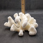 White Cauliflower Coral Cluster Pocillopra Eydouxi (1 coral approx. 8L x 4H x 6.5D inches) White Cauliflower Coral Cluster for home décor! Copyright 2025 SeaShellSupply.com.
