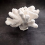 White Cauliflower Coral Cluster Pocillopra Eydouxi (1 coral approx. 10L x 7H x 9D inches) White Cauliflower Coral Cluster for home décor! Copyright 2026 SeaShellSupply.com.
