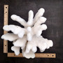 White Cauliflower Coral Cluster Pocillopra Eydouxi (1 coral approx. 10L x 7H x 9D inches) White Cauliflower Coral Cluster for home décor! Copyright 2026 SeaShellSupply.com.

