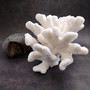 White Cauliflower Coral Cluster Pocillopra Eydouxi (1 coral approx. 10L x 7H x 9D inches) White Cauliflower Coral Cluster for home décor! Copyright 2026 SeaShellSupply.com.
