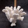 White Cauliflower Coral Cluster Pocillopra Eydouxi (1 coral approx. 10L x 7H x 9D inches) White Cauliflower Coral Cluster for home décor! Copyright 2026 SeaShellSupply.com.
