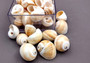 Shark Eye Moon Seashells (10 pcs.) - Polinices Duplicatus. White shells with tan stripes following the spiral. Copyright 2024 SeaShellSupply.com.