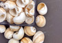 Shark Eye Moon Seashells (10 pcs.) - Polinices Duplicatus. White shells with tan stripes following the spiral. Copyright 2024 SeaShellSupply.com.