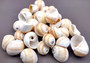 Shark Eye Moon Seashells (10 pcs.) - Polinices Duplicatus. White shells with tan stripes following the spiral. Copyright 2024 SeaShellSupply.com.