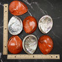 Polished Orange Midas Abalone Seashell Set Haliotis Midae (7 shells approx 4+ inches) B GRADE Abalone Shells for display & collecting! Copyright 2025 SeaShellSupply.com.
