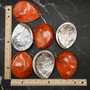 Polished Orange Midas Abalone Seashell Set Haliotis Midae (7 shells approx 4+ inches) B GRADE Abalone Shells for display & collecting! Copyright 2025 SeaShellSupply.com.