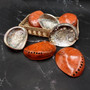 Polished Orange Midas Abalone Seashell Set Haliotis Midae (7 shells approx 4+ inches) B GRADE Abalone Shells for display & collecting! Copyright 2025 SeaShellSupply.com.