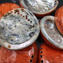 Polished Orange Midas Abalone Seashell Set Haliotis Midae (7 shells approx 4+ inches) B GRADE Abalone Shells for display & collecting! Copyright 2025 SeaShellSupply.com.
