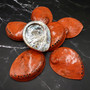 Polished Orange Midas Abalone Seashell Set Haliotis Midae (7 shells approx 4+ inches) B GRADE Abalone Shells for display & collecting!